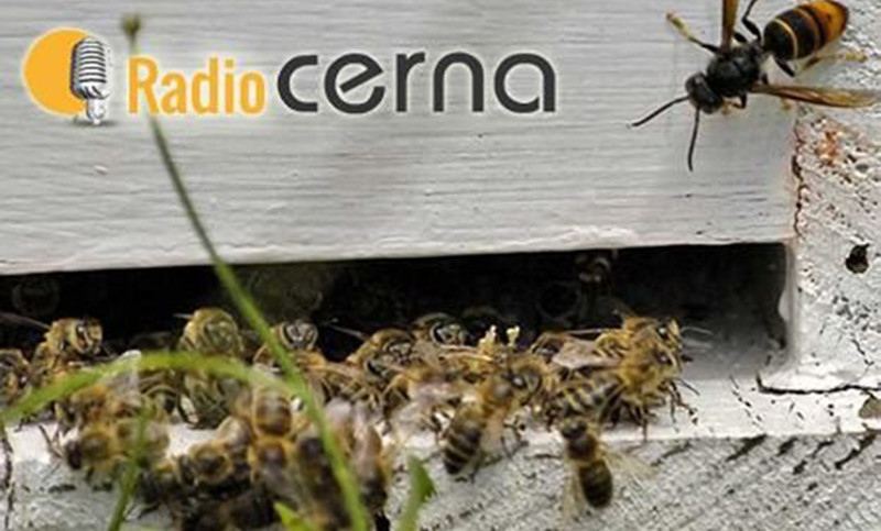 Radio CERNA #04oct2017