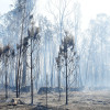 Montes queimados en Cotobade 