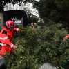 Intervención de los bomberos por un árbol caído en Losada Diéguez