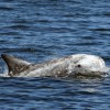 Avistan baleas de aleta, baleas piloto, marsopas e golfiños na Ría
