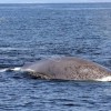 Avistan una gran ballena azul frente a la isla de Ons