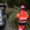 Intervención de los bomberos por un árbol caído en Losada Diéguez