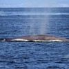 Avistan una gran ballena azul frente a la isla de Ons