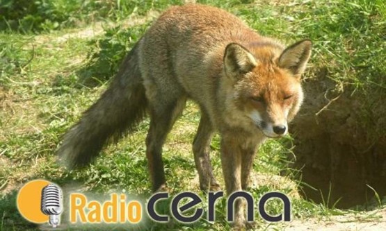 Radio Cerna 21xan2019