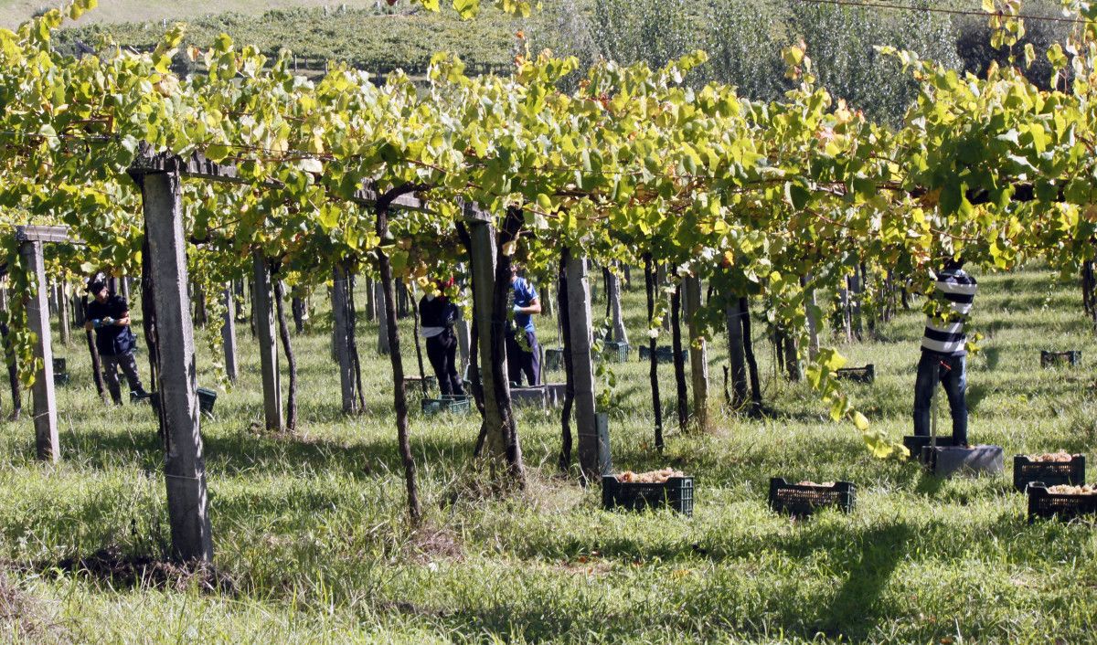 Vendimia en zonas de la D.O. Rías Baixas