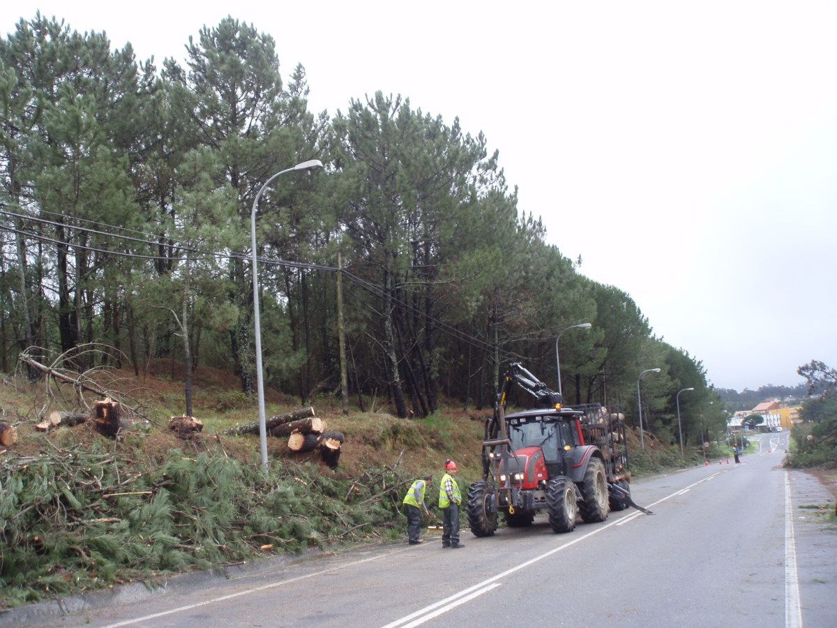 Tala de árboles secos en el área recreativa de Montalvo