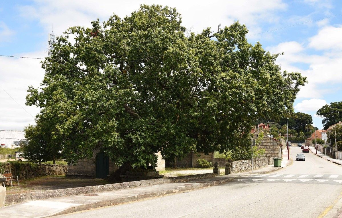 Carballo de Santa Margarita