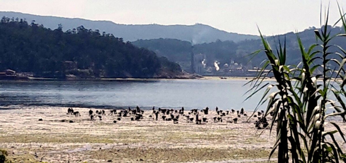 Mariscadoras en la ría de Pontevedra