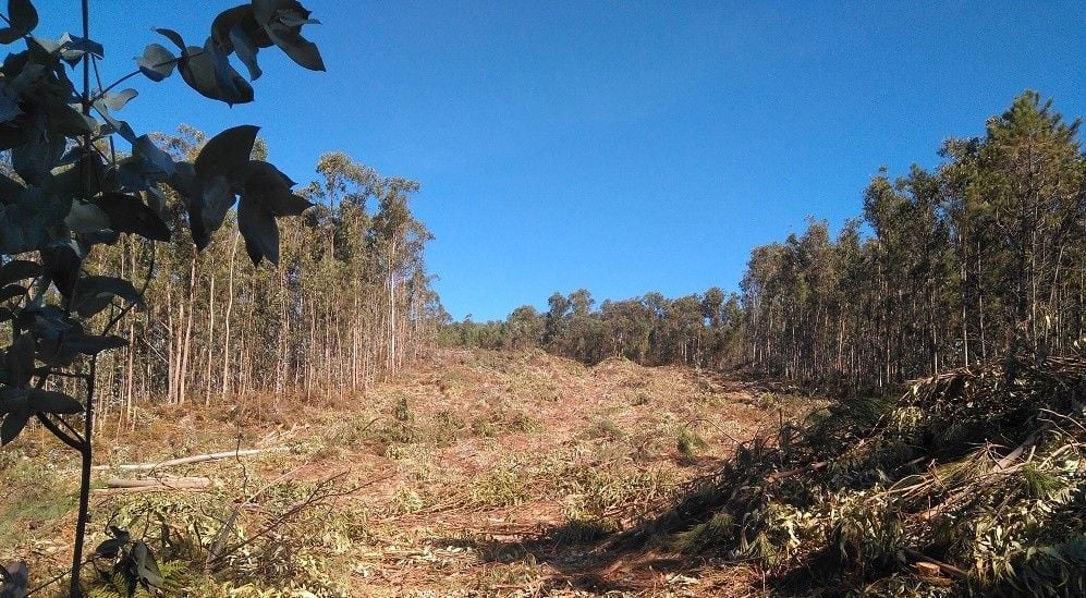 Creación de un cortafuegos natural en el monte vecinal