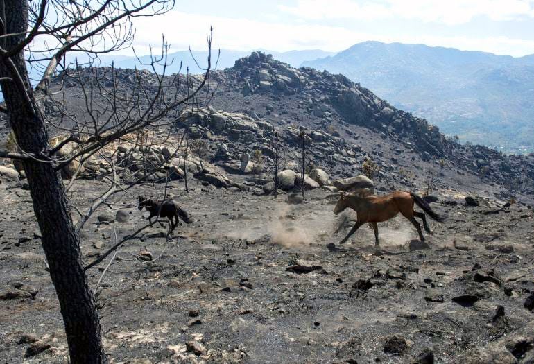 Caballos en medio del monte quemado