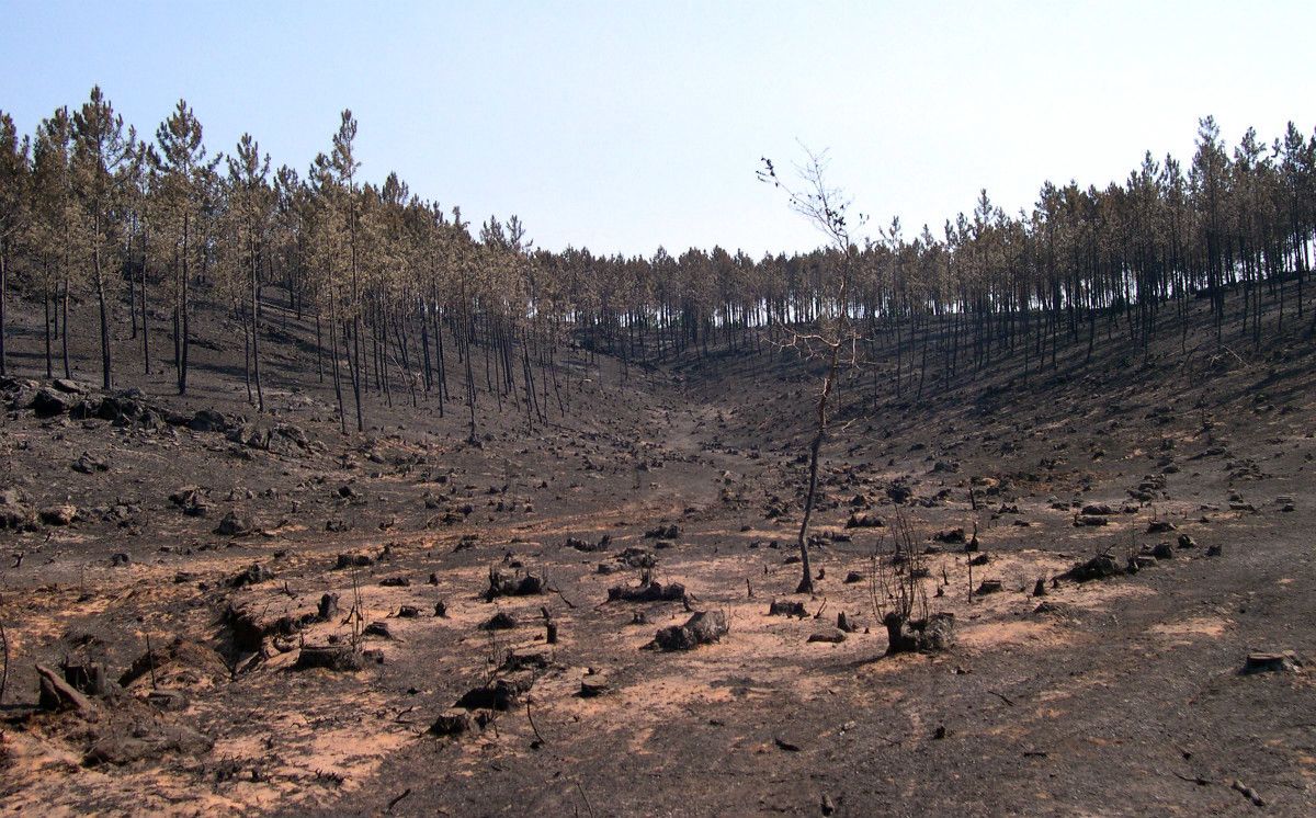 Monte quemado en un incendio en Oia en 2013