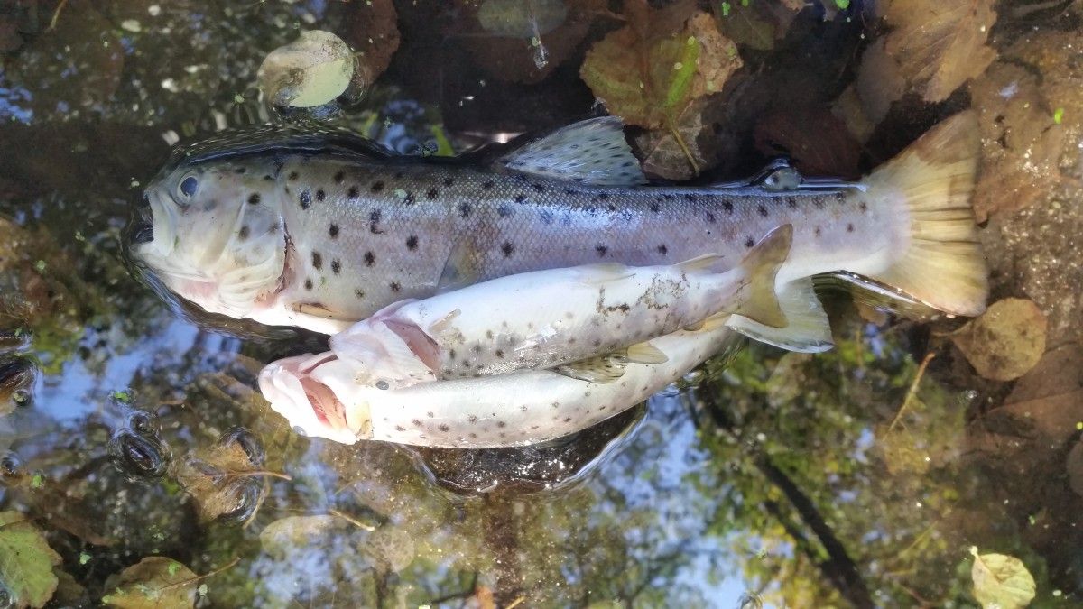 Peixes mortos aparecidos no tramo urbano do Gafos