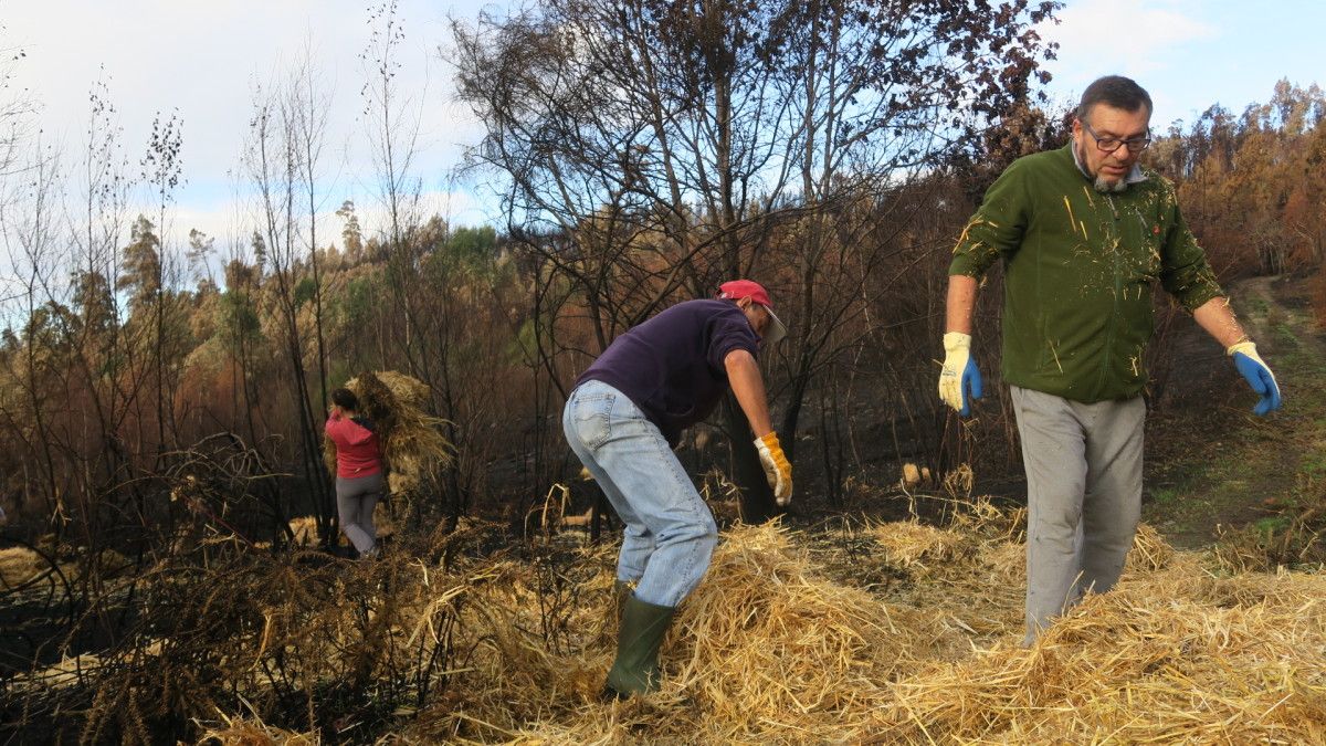 Voluntarios esparcen paja en los montes quemados en Ponte Caldelas