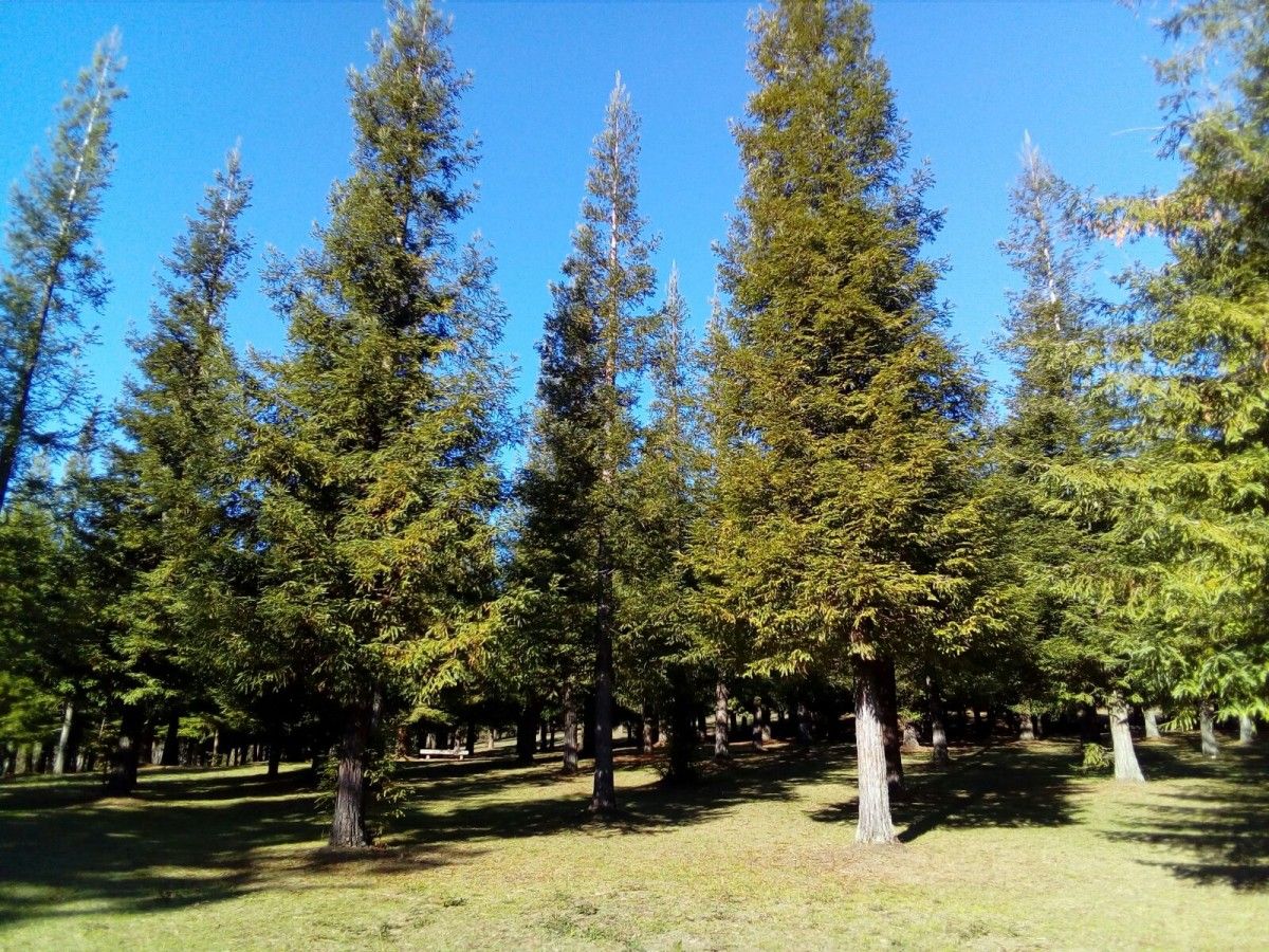 Bosque de secuoias en Poio