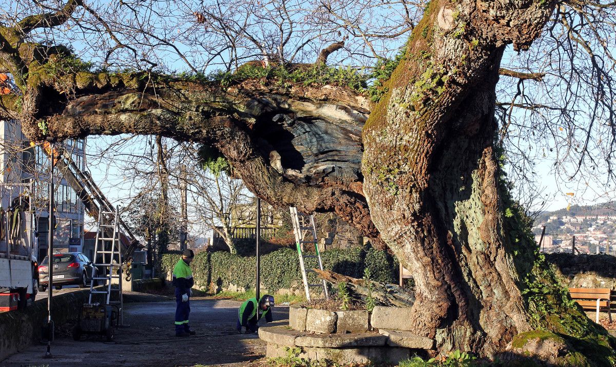 Trabajos de conservación del carballo de Santa Margarida