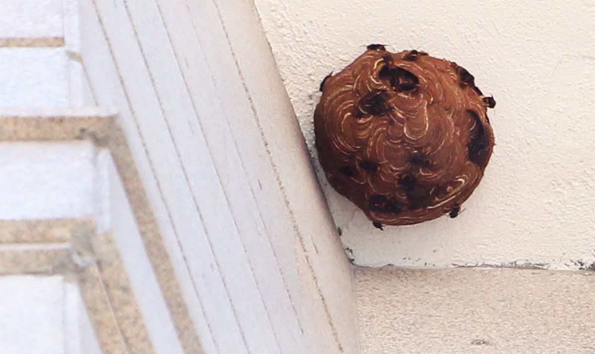 Nido de avispa asiática en la fachada del edificio Palmeras del Paseo de Cervantes