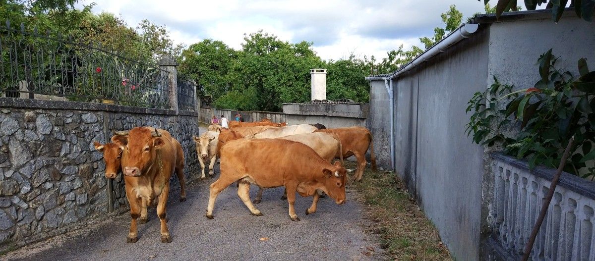 Vacas soltas no monte comen cultivos en Santa María de Xeve