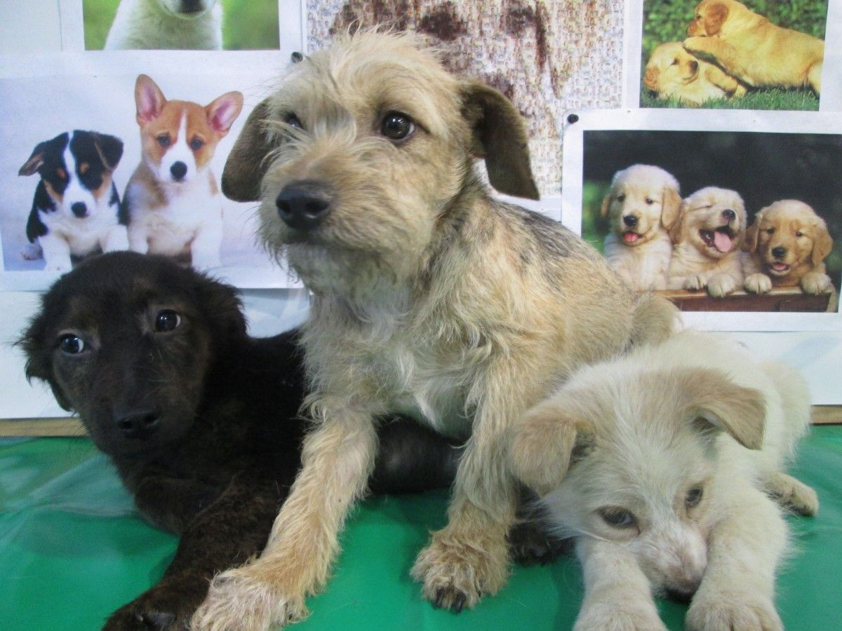 Perra con sus cachorros abandonados y recogidos por CAAN en abril