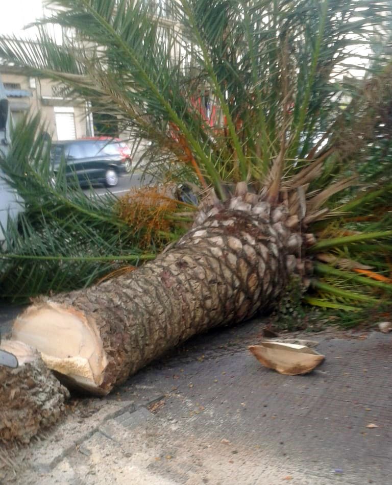 Palmera afectada por el picudo