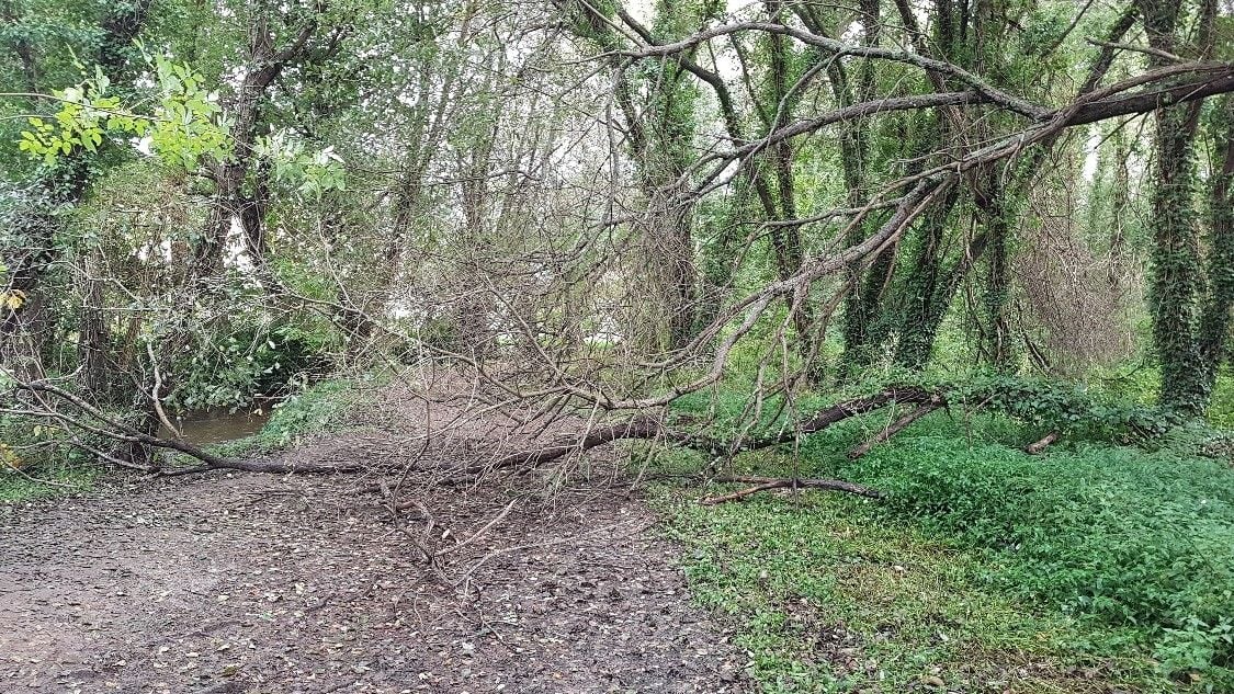 Árbol caído en el sendero del Gafos