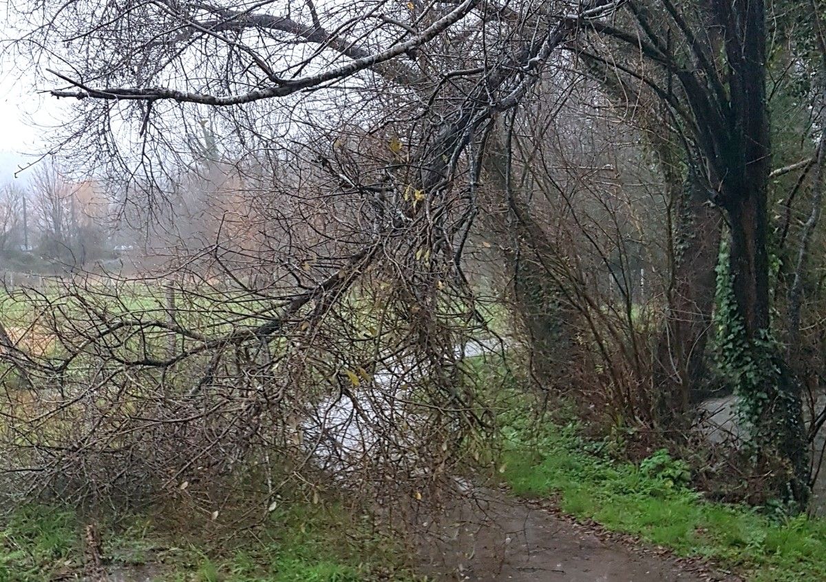 Rama de un árbol desprendida sobre el sendero del Gafos