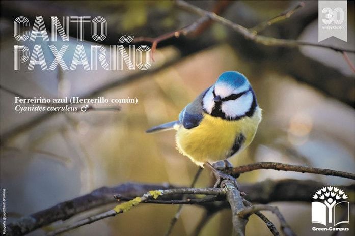 'Canto paxariño' invita a reconocer pequeñas especies de aves desde casa