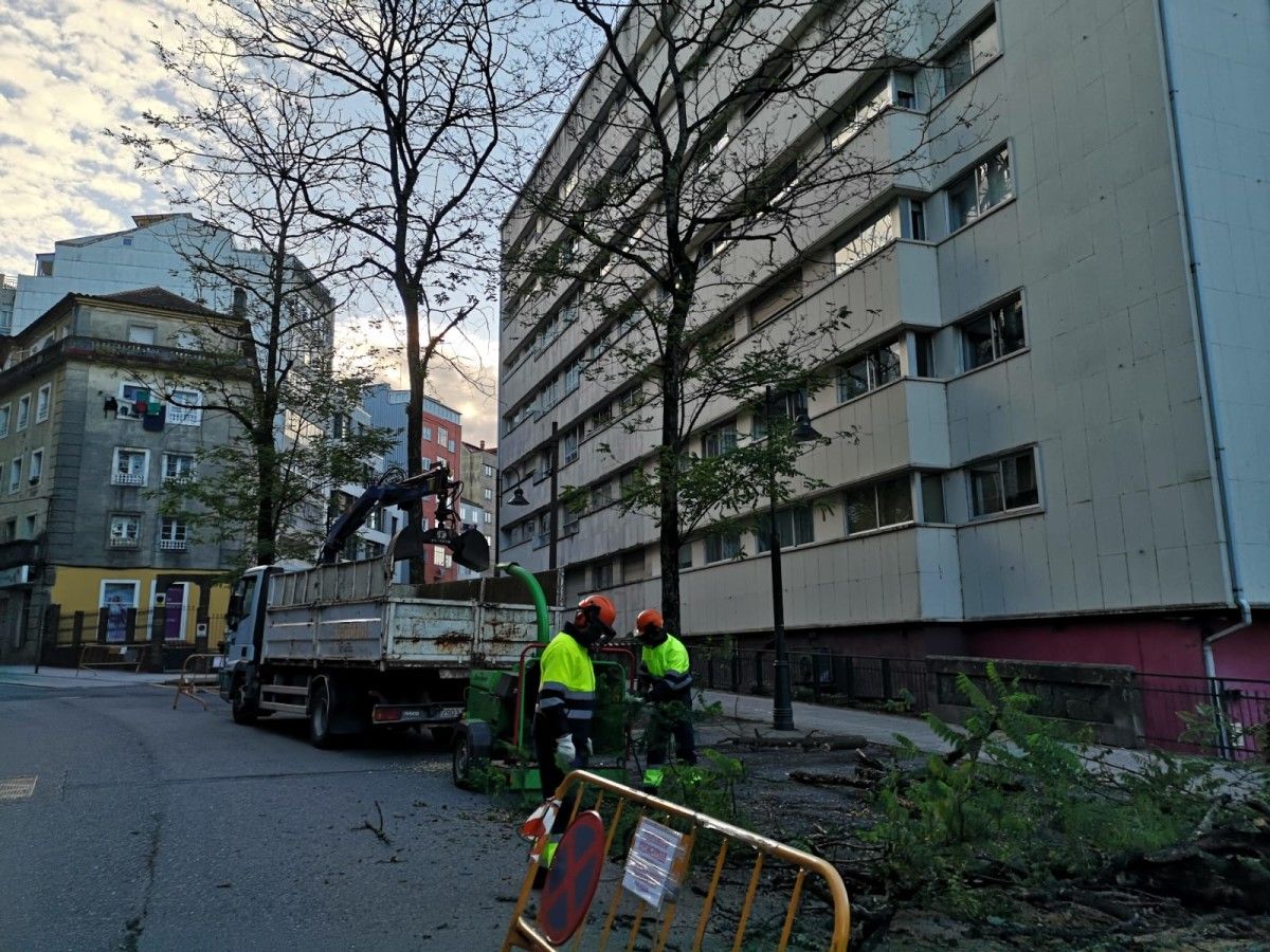 Poda de acacias en la calle Andrés Mellado de Pontevedra