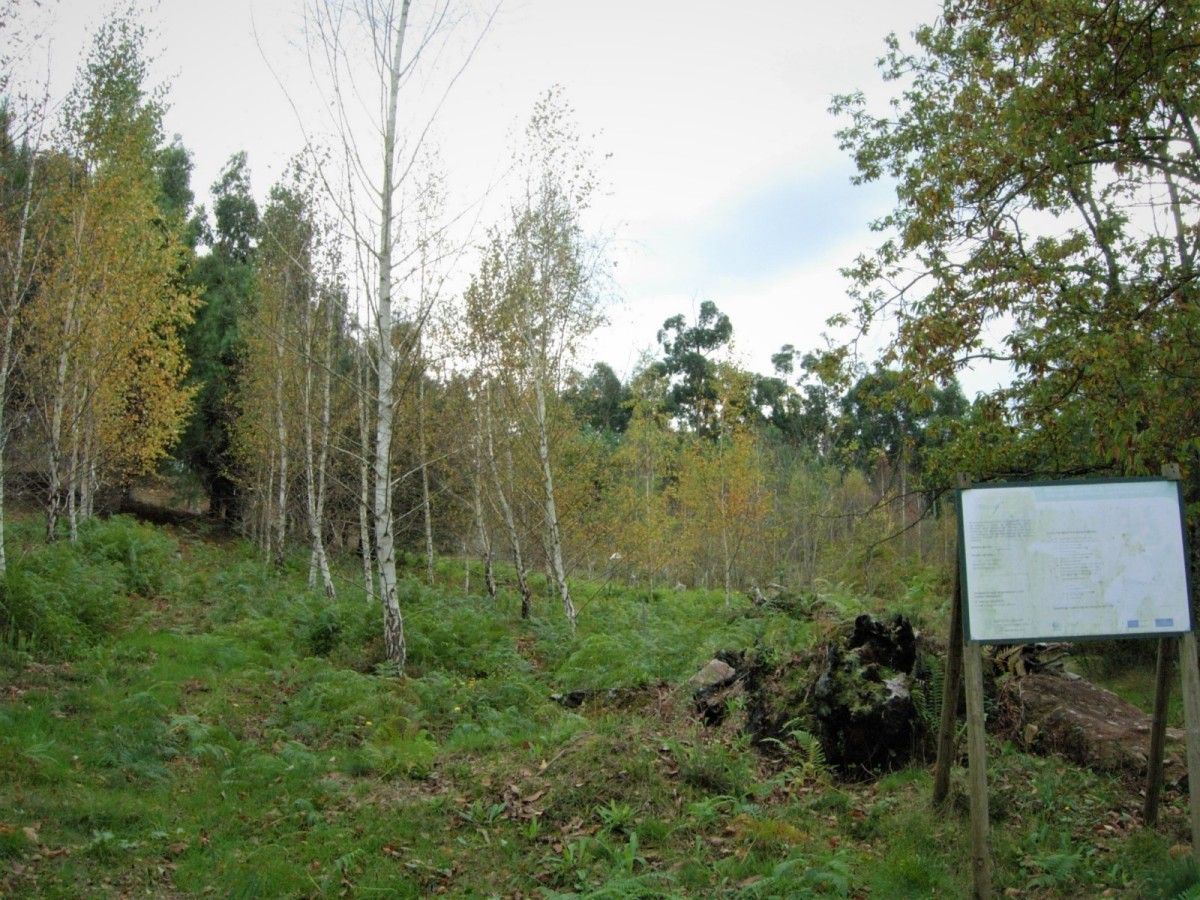 Una parcela en la que trabaja el Centro de investigación forestal de Lourizán 