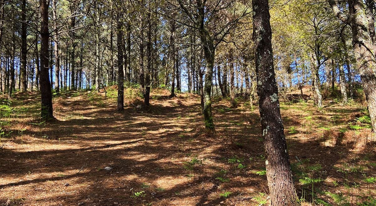 Parque forestal de A Tomba