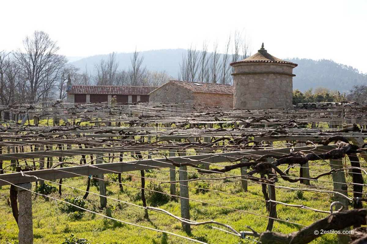 Viñedos de la bodega Zarate en Meaño