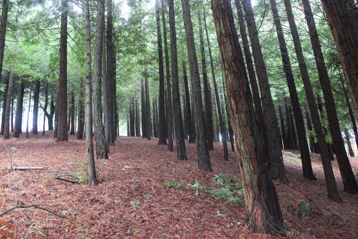 Bosque de secuoyas