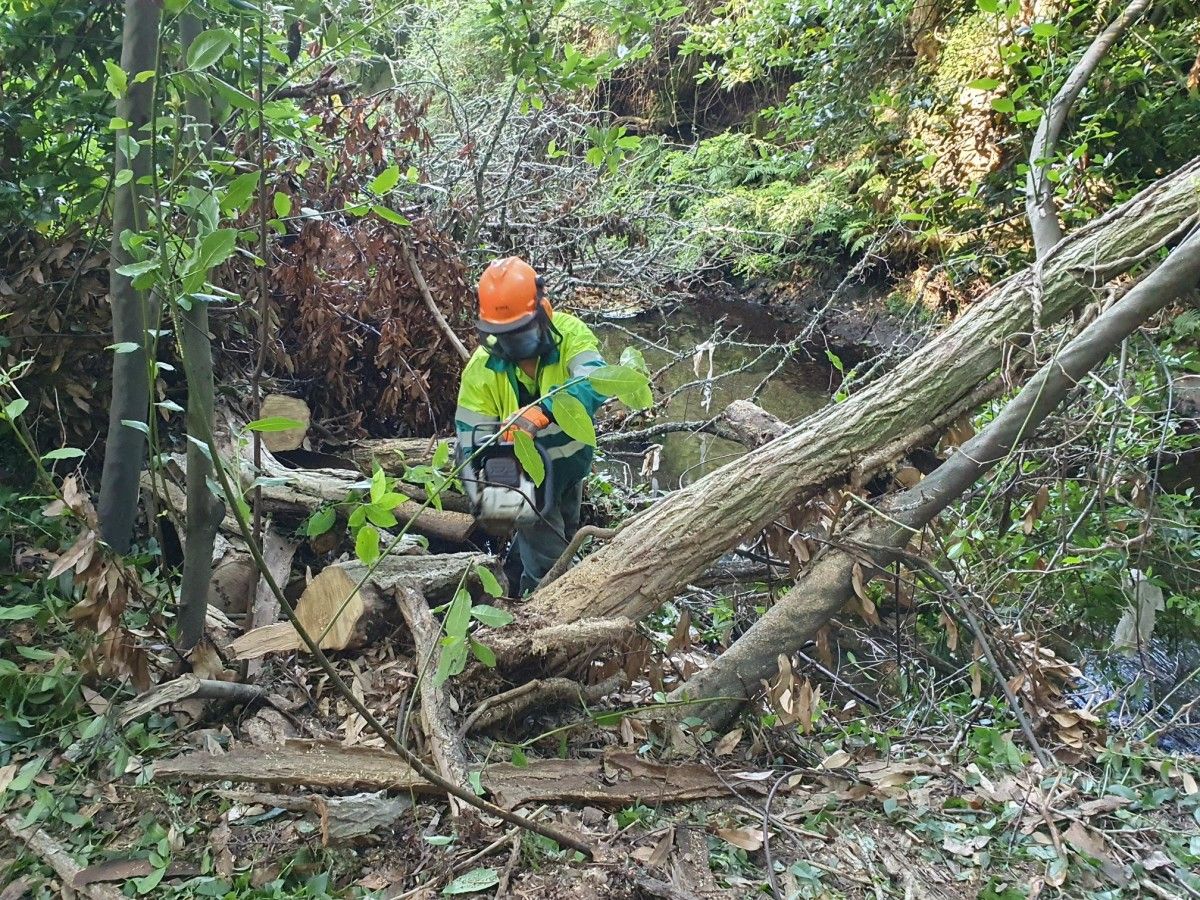 Retiran árboles y ramas caídas del tramo interurbano del río de A Gándara  