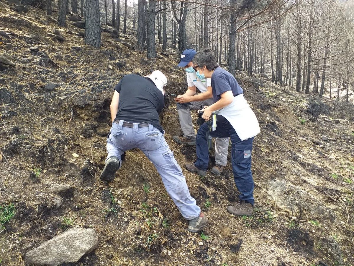 Investigadores del CIF de Lourizán en el incendio de Navalacruz, en Ávila