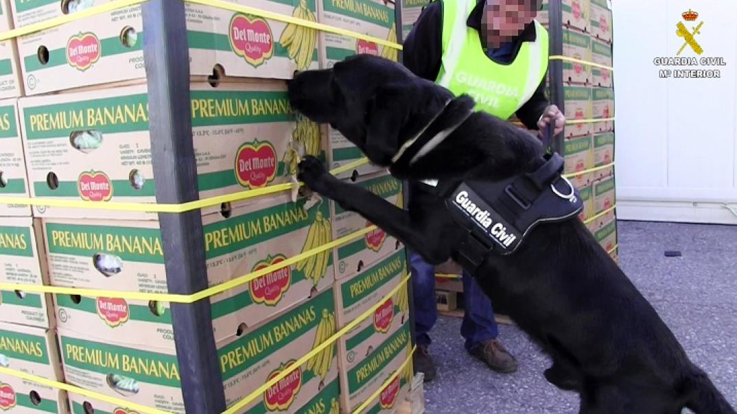 Un perro detector de droga de la Guarda Civil revisa un palé de plátanos en el que apareció cocaína en el puerto de Marín 