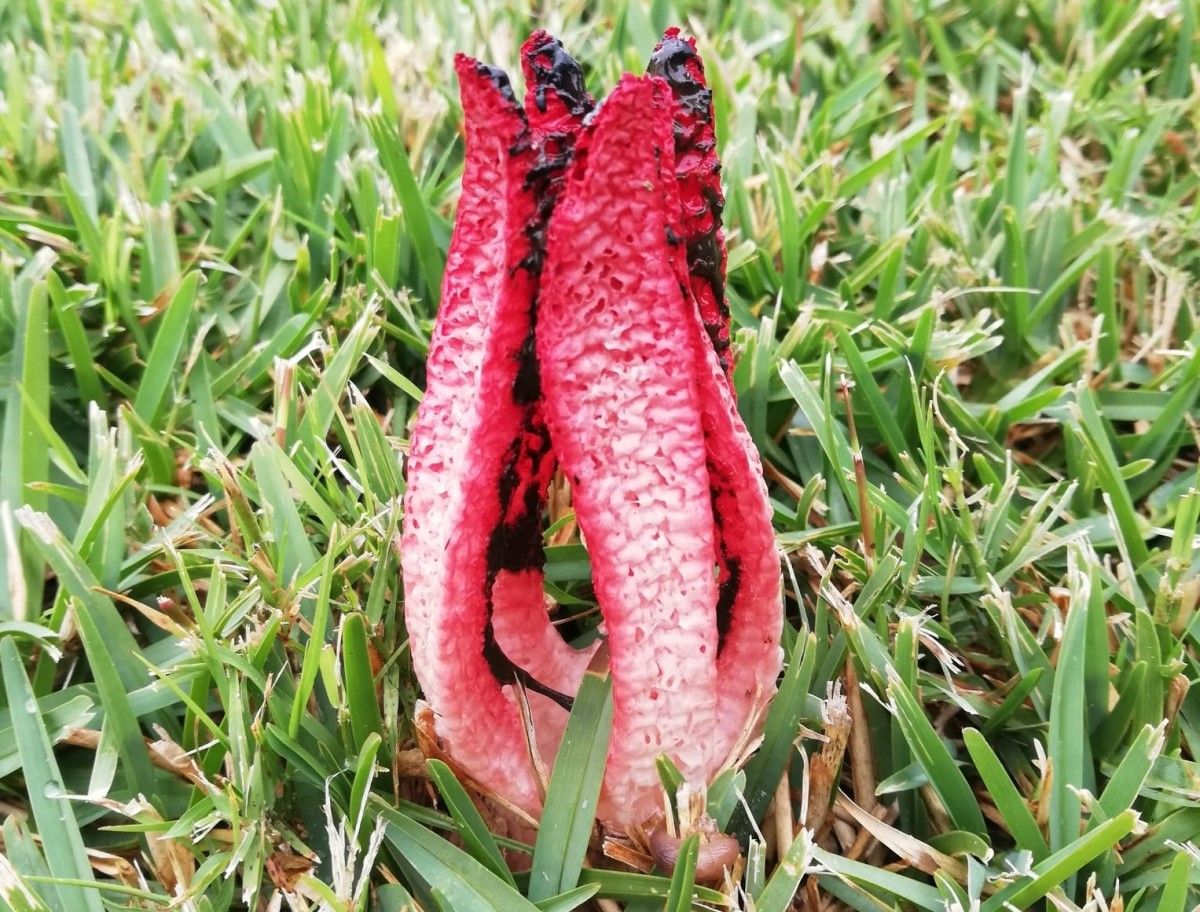 Hongo Los dedos del diablo (Clathrus archeri)