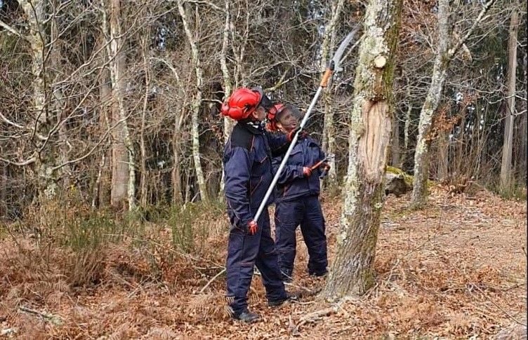 Trabajos de mejora forestal 