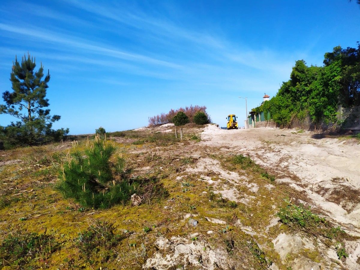 Retirada de plantas invasoras en las dunas de la playa de Areas