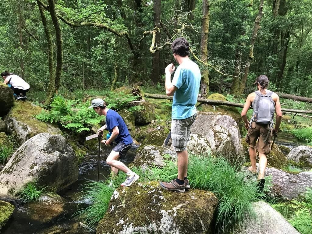 Erradicación de especies invasoras en las orillas del río Oitavén