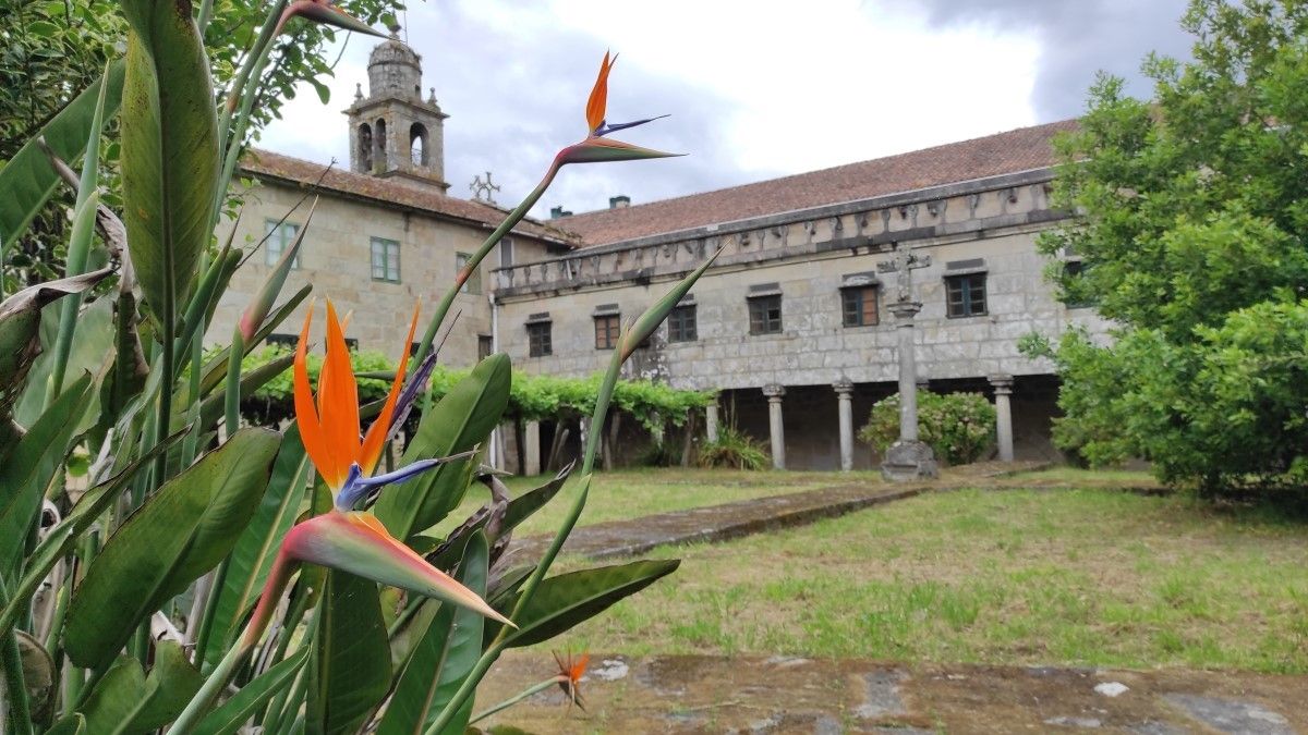 Strelitzia reginae (Ave del paraiso) en el claustro de Santa Clara