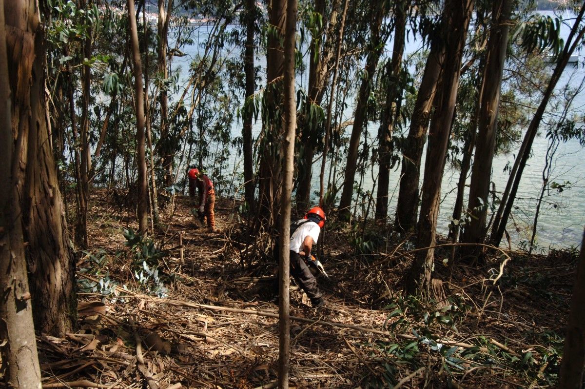 Tareas de desbroce en la isla de Tambo