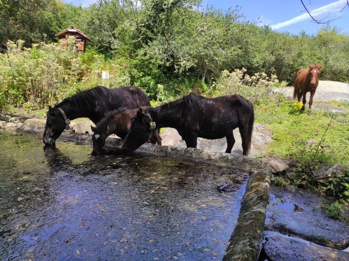 Caballos de la isla de Sálvora