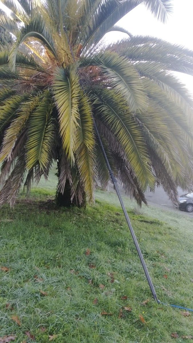 Tratamiento contra la plaga del picudo en las palmeras de Marín