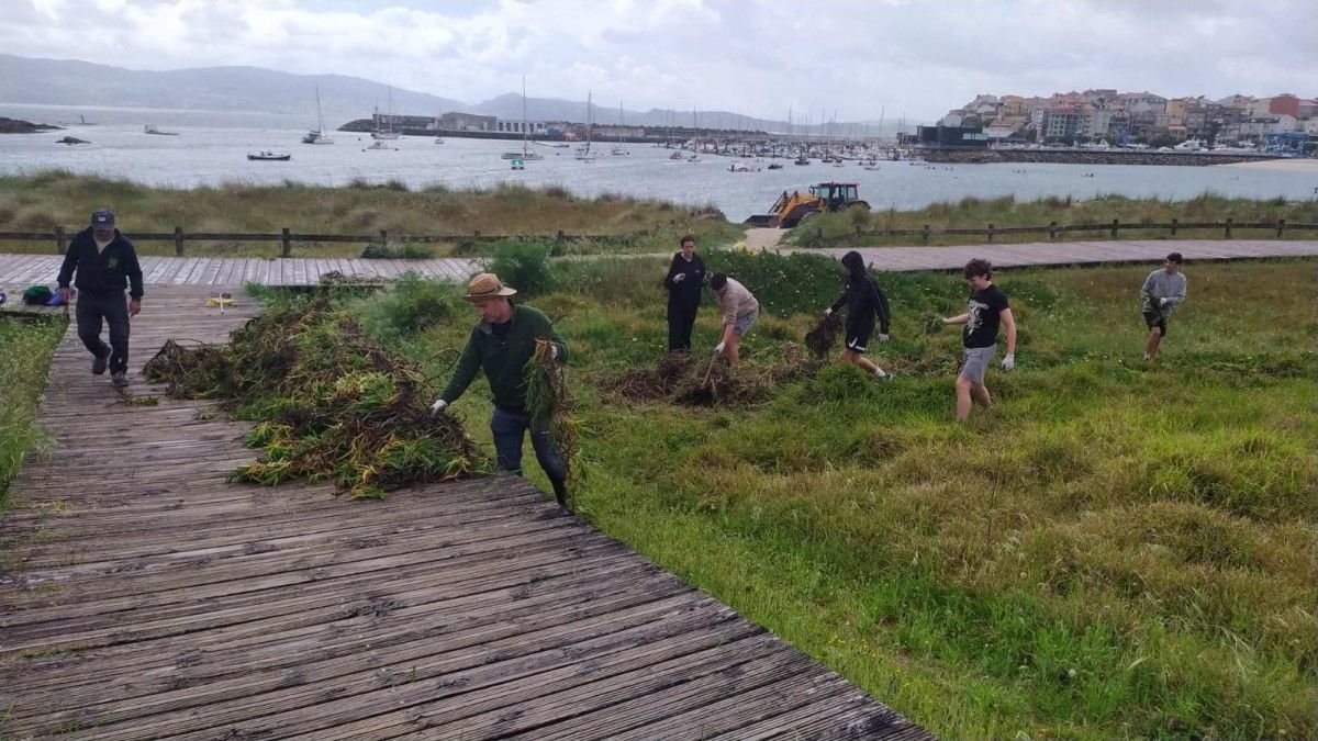 Limpieza de especies invasoras en las dunas de la playa de Baltar