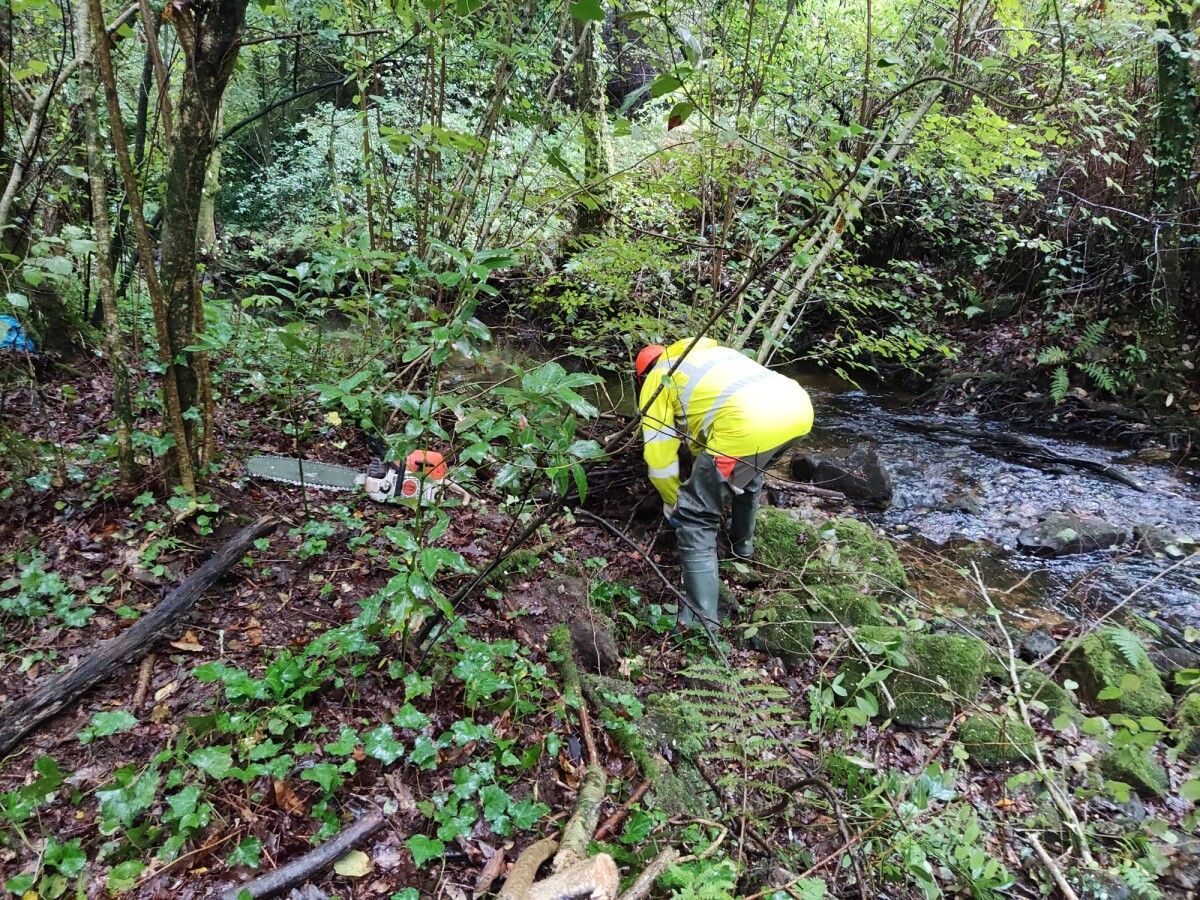 Traballos de desbroce y retirada de maleza en el río Gándara (Pontevedra)