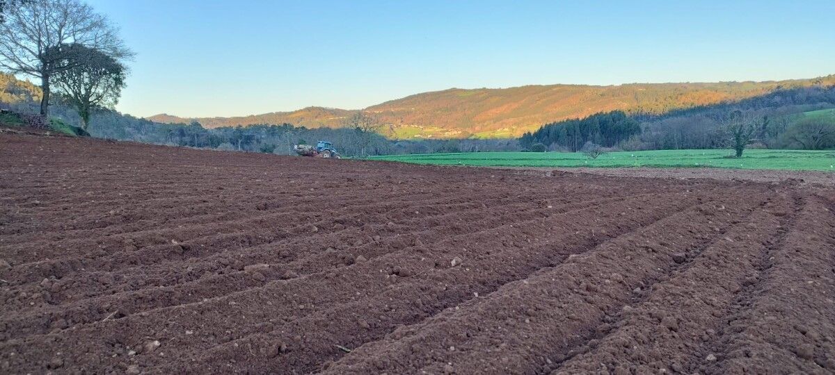 Plantación de trigo Caaveiro en Galegos (Lalín)