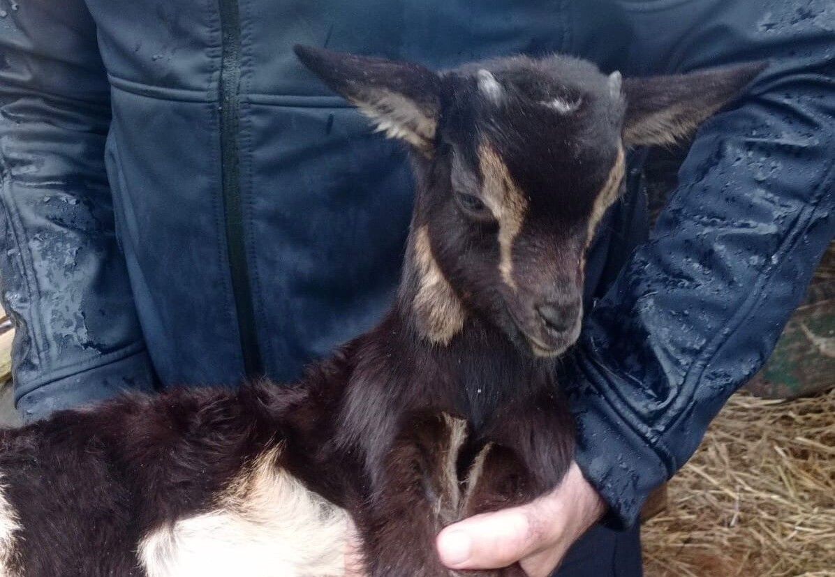 La Policía Local de Poio recupera un cabrito robado