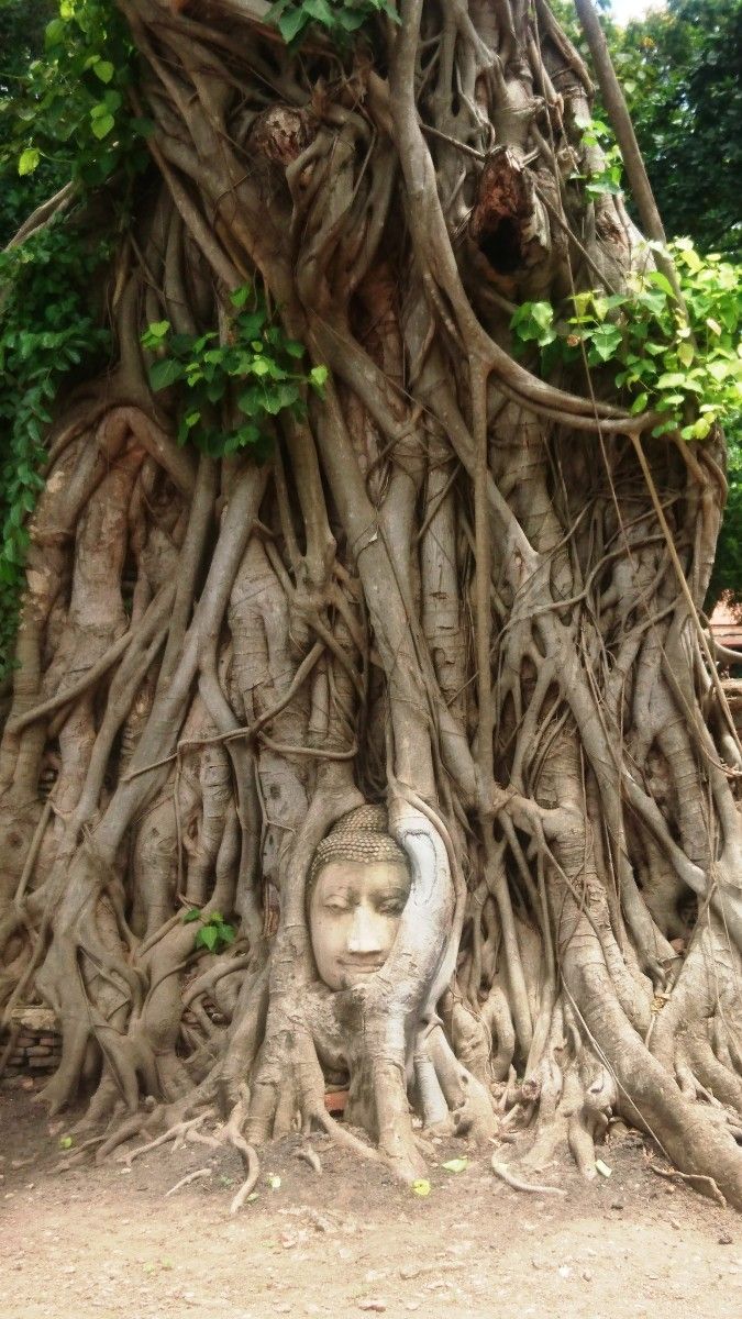 Cabeza de Buda en Wat Mahathat ou Templo da Gran Reliquia