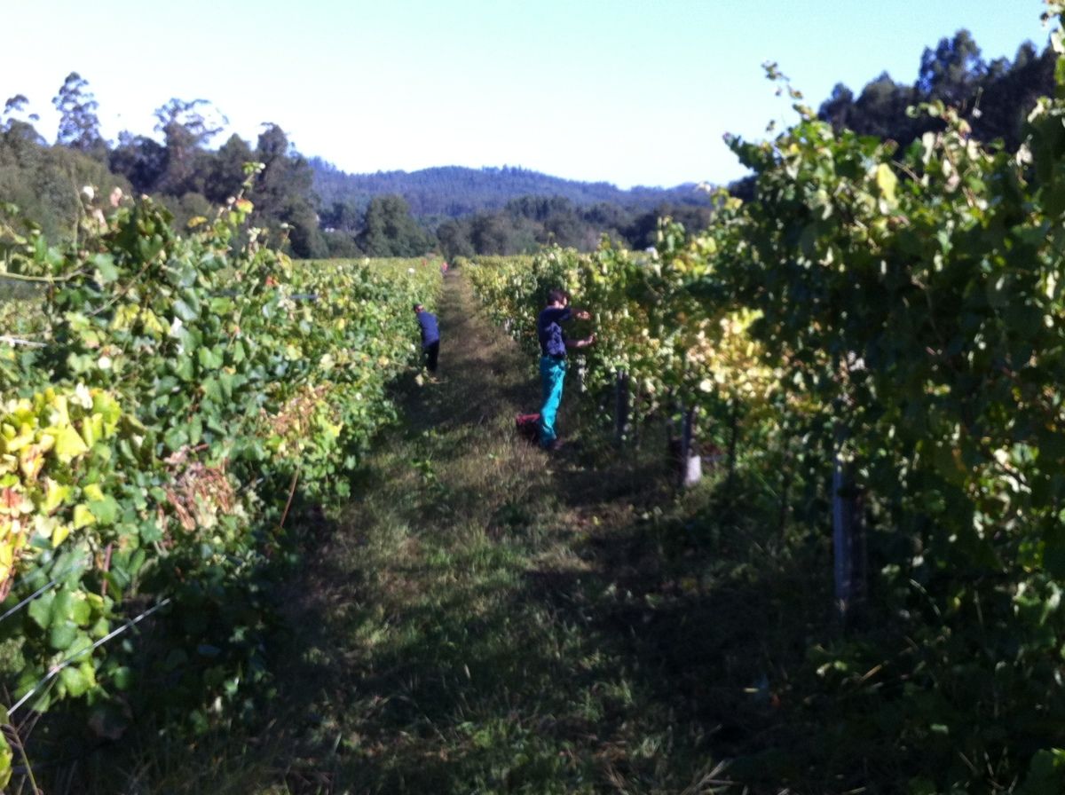 Trabajos de vendimia en la bodega Martín Códax