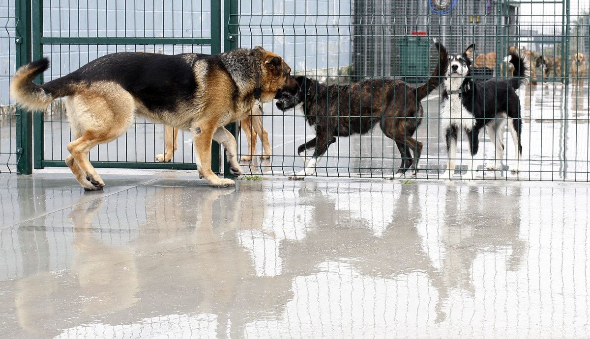 Perros en las instalaciones del Refugio de animales de Campañó (Pontevedra)