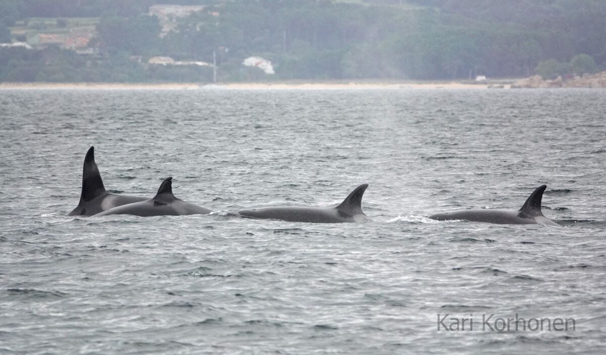 Identificadas las cuatro orcas que entraron en la ría de Arousa